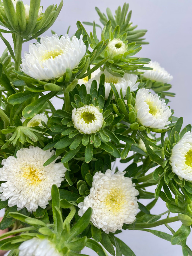 Matsumoto Aster White (CA-Grown) - 5st - Ramirez Wholesale Flowers Inc