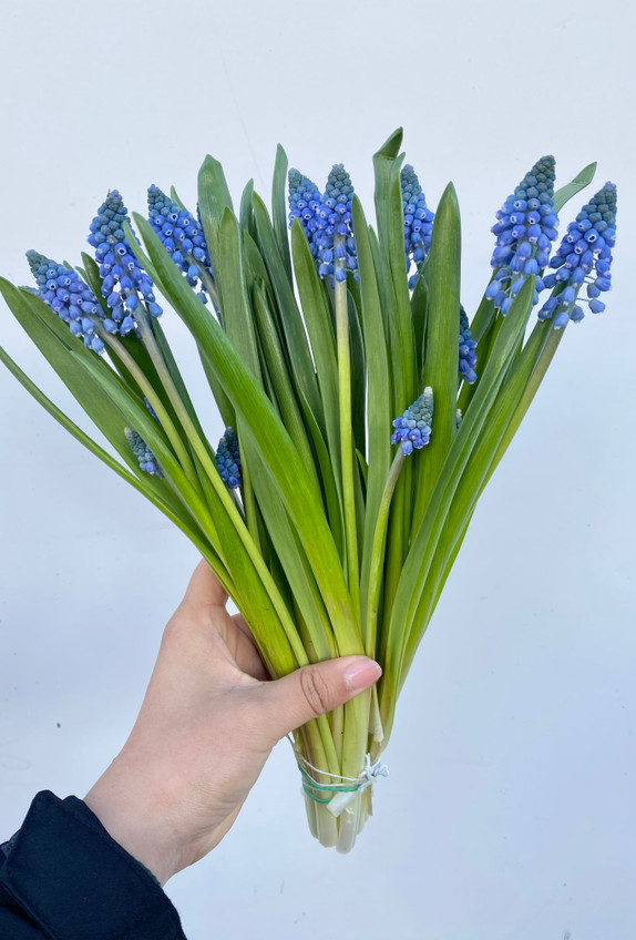 Muscari Blue - 15st