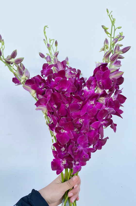 Dendrobium Orchid Purple - 10st - Ramirez Wholesale Flowers Inc