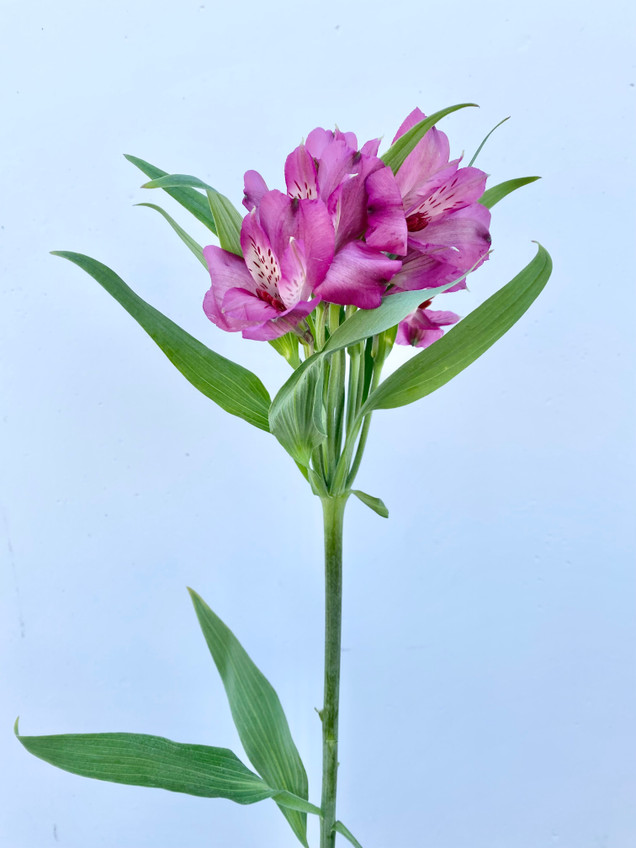 Alstroemerias Purple - 10st - Ramirez Wholesale Flowers Inc