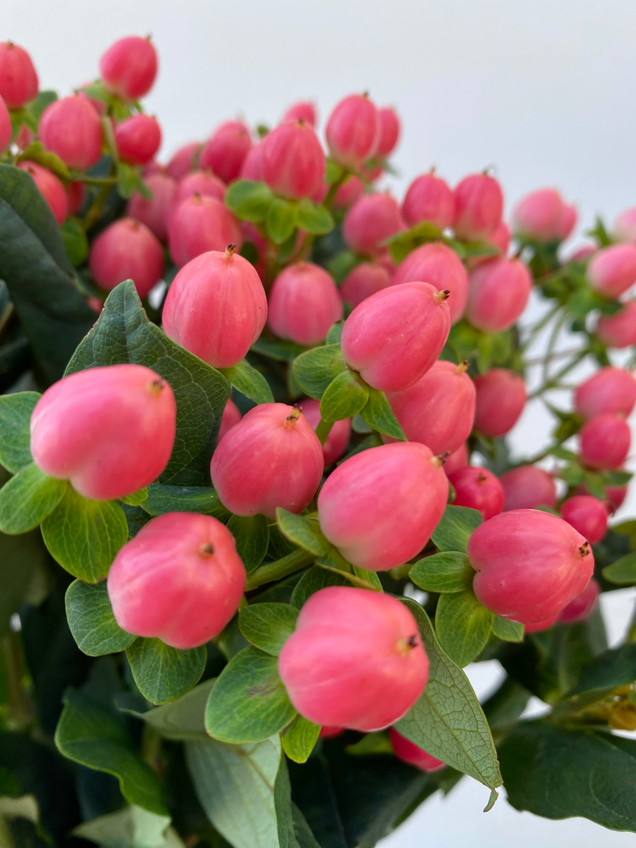 Hypericum Coral - 10st