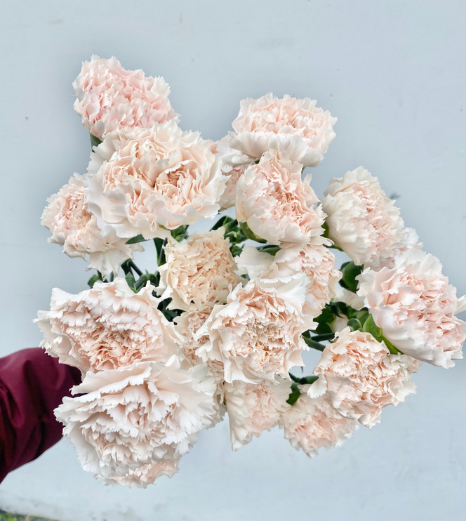 Carnation Brut - 25st. - Ramirez Wholesale Flowers Inc