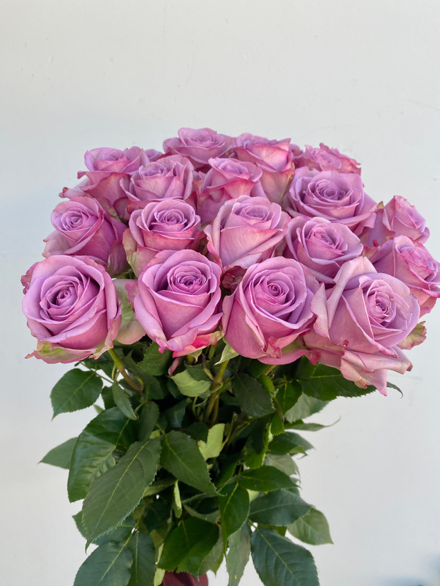 Cool Water Roses - 25st. - Ramirez Wholesale Flowers Inc