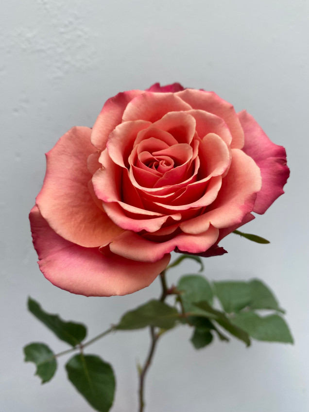 Wild Rose/Half Past Midnight bonus入りメロハー DOOR TO NATURE: The Amazing Variety of Rose Family Plants - Door