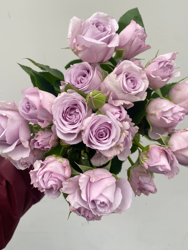 Garden Spray Rose Sterling Sensation CA-Grown(Lavender