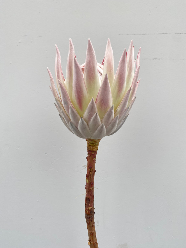 King Protea Pink Ca-Grown - 1st - Ramirez Wholesale Flowers Inc