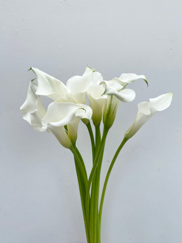 White Mini Calla Lilies