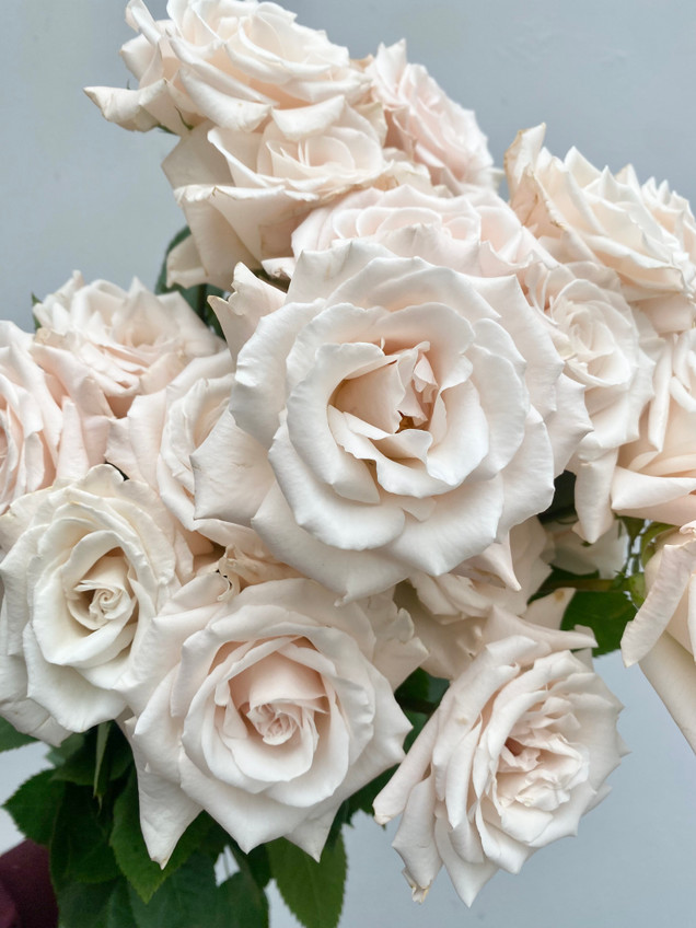 Champagne Roses