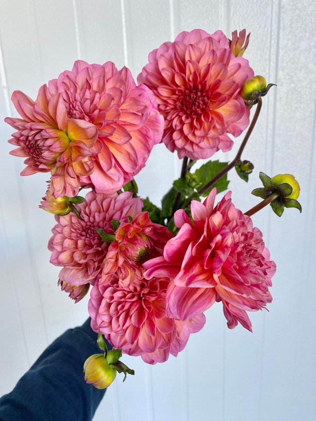 Dahlias Salmon Sherbert (Ca-Grown) - 5st.