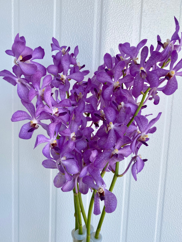 Mokara Orchid Lavender - 5st. - Ramirez Wholesale Flowers Inc