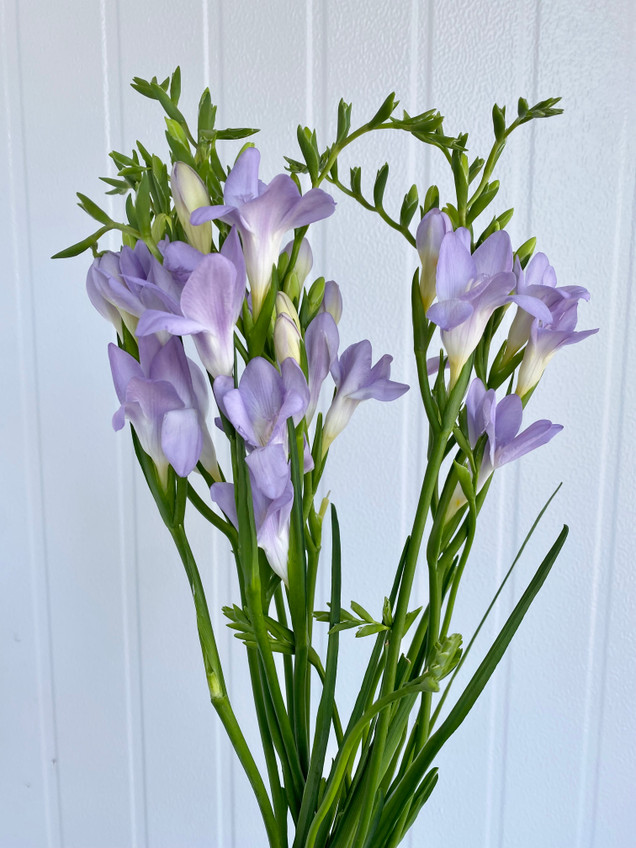 Freesia Lavender - 10st. - Ramirez Wholesale Flowers Inc