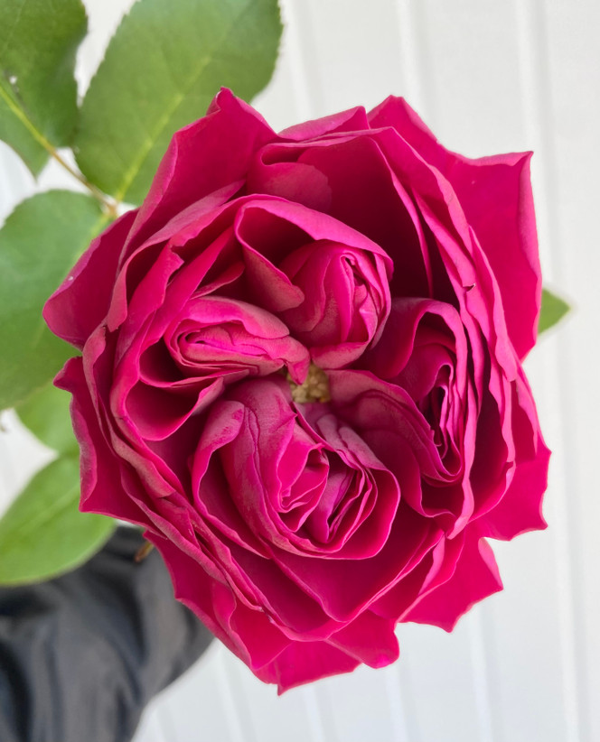 Darcey Garden Rose (Ca-Grown) - 12st. - Ramirez Wholesale Flowers Inc