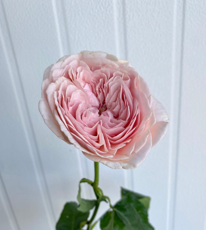 Wabara Senlitsu Garden Rose (Ca-Grown) - 12st. - Ramirez Wholesale