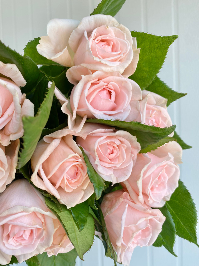 Happy Rose　0329 Rainforest Alliance Certified Roses- Light Pink | BJ's