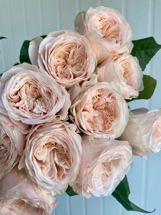 Paradise Beach Garden Rose - 10st. - Ramirez Wholesale Flowers Inc