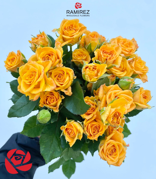 Spray Rose Light Orange (Ca-Grown) - 10st. - Ramirez Wholesale
