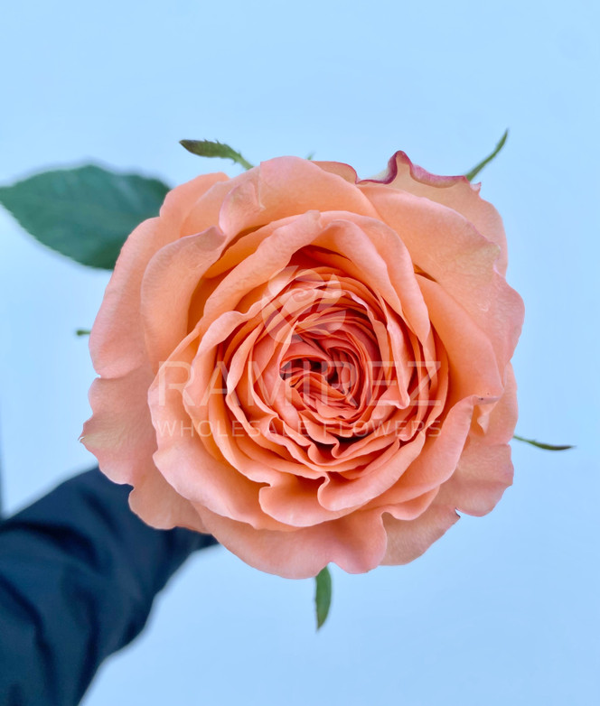 Country Home Roses - 25st. - Ramirez Wholesale Flowers Inc