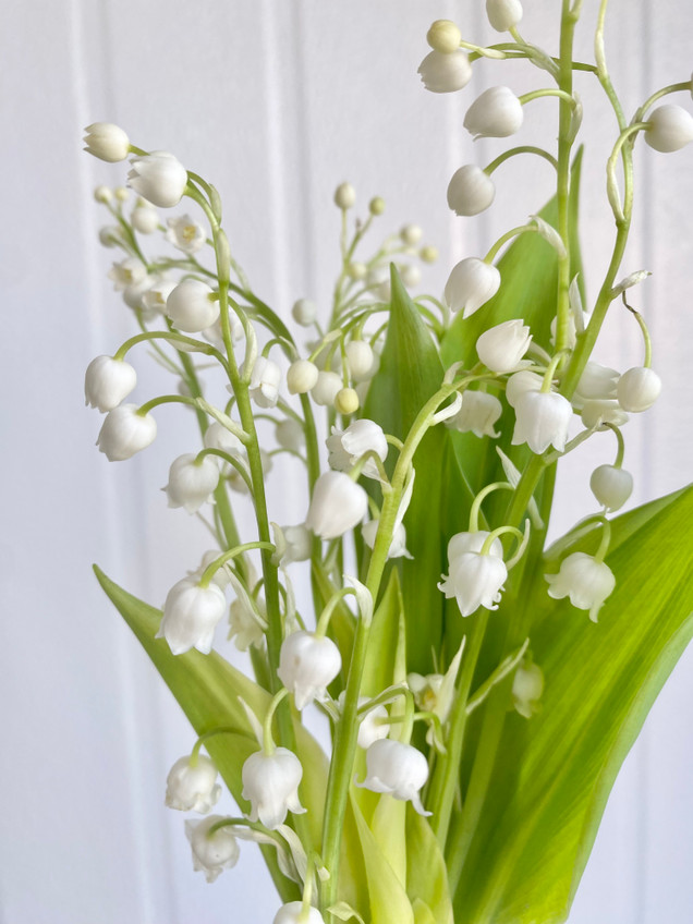 Lily Of The Valley - 10st. - Ramirez Wholesale Flowers Inc