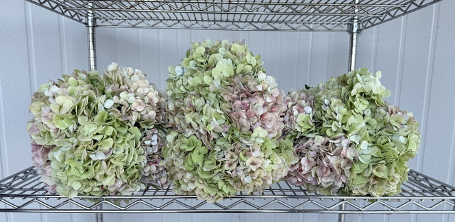 Antique Hydrangea Green Box - 15st. 