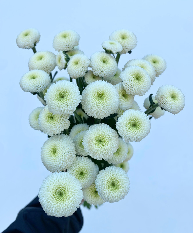 Button Poms Hachi White - 5st. - Ramirez Wholesale Flowers Inc
