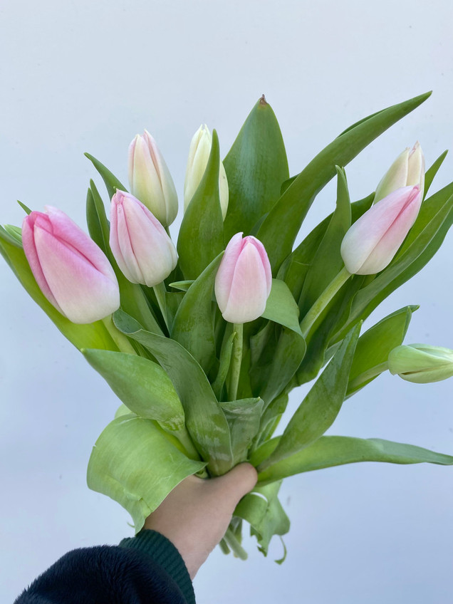 Tulips Light Pink Boxlot  - 30bu. (300st. total)
