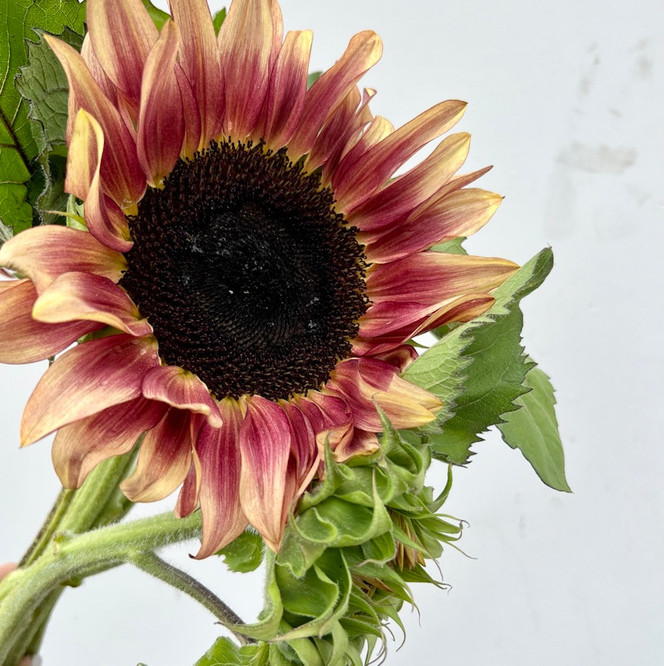 strawberry blondie sunflowers