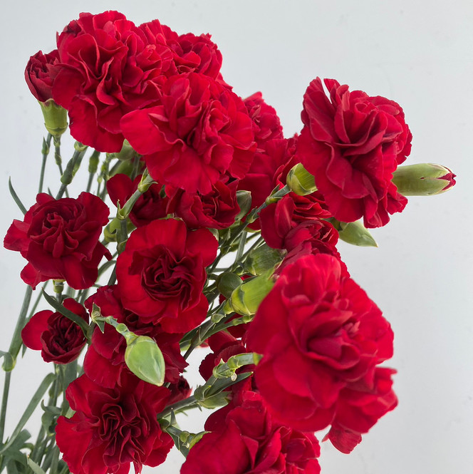 Mini Carnations Burgundy - 50st (5bu.)