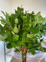 Lemon (Salal) Box - 20bu. (340 stems) Valentine