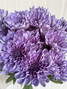 Purple Sapphire Cushion Pom - 5st. 