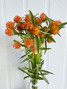 Gomphrena Globe Orange - 10st. Gomphrena Globe Orange - 10st.