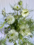 Nigella White - 10st. Nigella White - 10st.