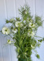 Nigella White - 10st. Nigella White - 10st.