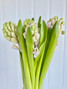Hyacinth Creamty Blush Pink - 10st.