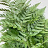 leather leaf fern close up