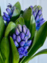 Hyacinth Blue - 10st.