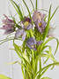 Fritillaria Meleagris - 10st. 