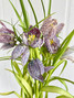Fritillaria Meleagris - 10st. 
