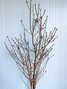 Cherry Blossom Pink 4ft (Ca-Grown)
