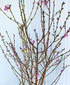 Cherry Blossom Pink 4ft (Ca-Grown)