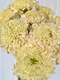 Scabiosa Banana Yellow - 10st.
