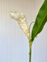 Ginger White - 5st