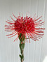 Pincushion Protea Reddish Orange Ca-Grown - 1st.