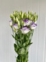 Lisianthus Excalibur Blue Picotee - 5st.