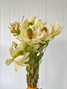 Leucadendron Cream Yellow Ca-Grown - 10st.