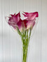 Mini Calla Lily Hot Pink - 10st.