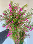 Boronia Hot Pink Ca-Grown - 10st.