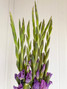 Gladiola Glad-A-Way Lavender (Ca-Grown) - 10st.