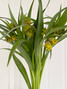 Fritillaria Uva-Vulpis Yellow - 10st