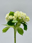 White Hydrangea Select - 5 stem