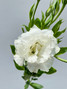 Lisianthus White  - 5 stems